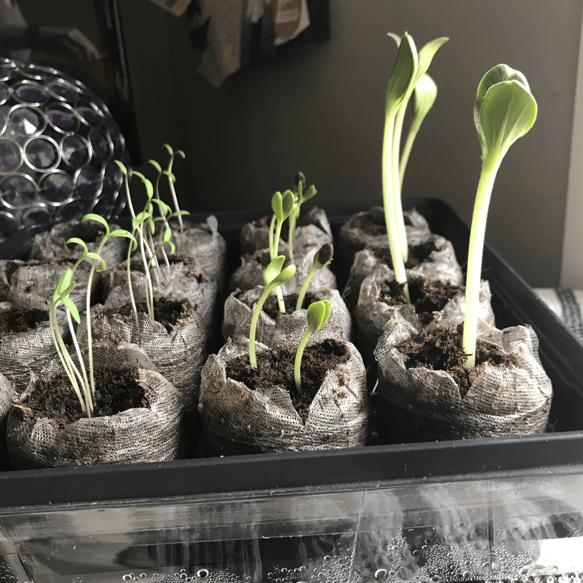 La folie des&nbsp;semis